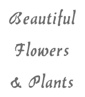 Beautiful Flowers & Plants